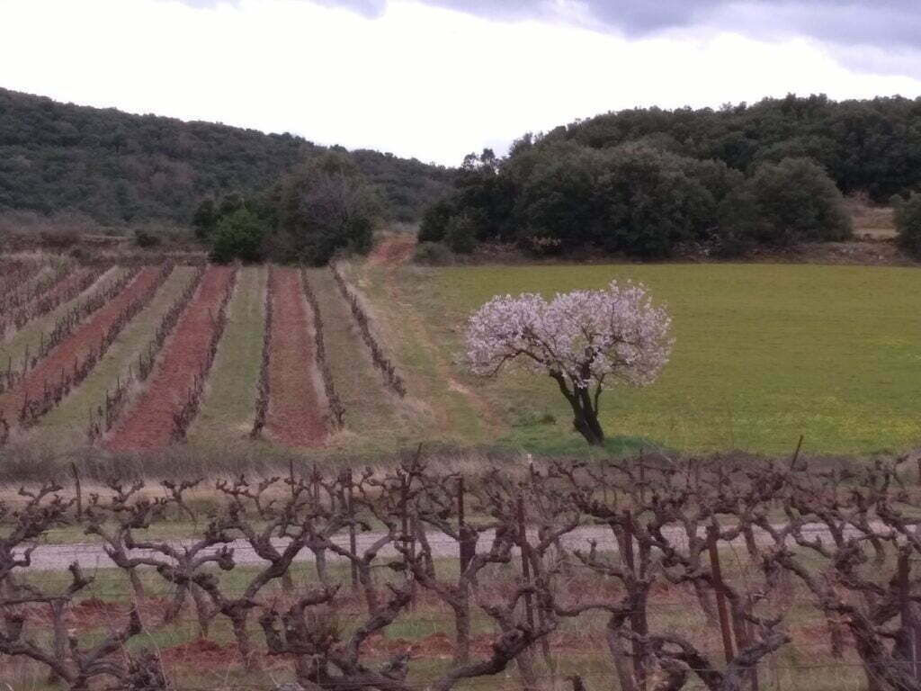 amandier en fleur dans les vignes