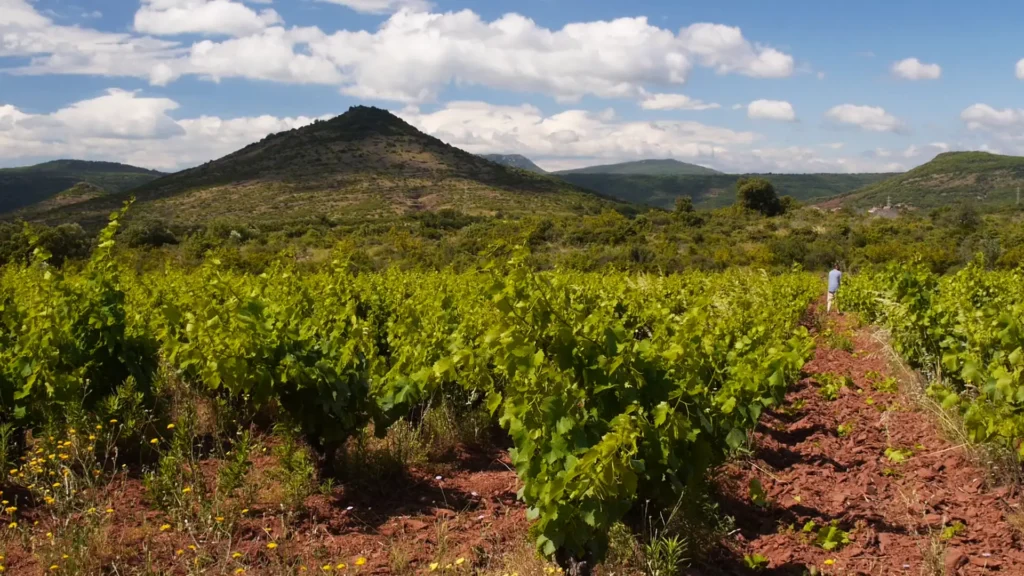 Vignes terrasses du larzac terre rouge salagou
