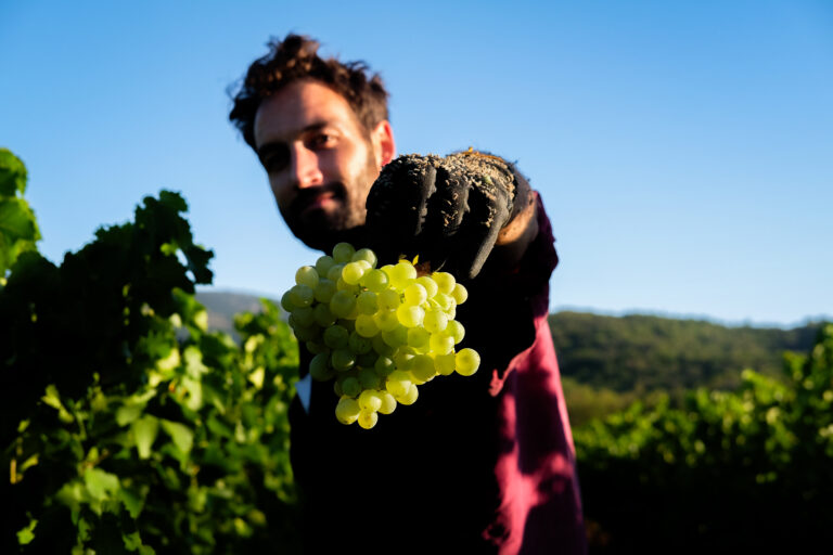 Grappe de raisin blanc languedoc