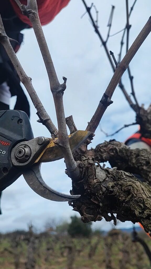 taille vigne languedoc